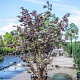 Corylus m. 'Purpurea' 200-225 cm cont. 90L