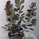 Cotinus cog. 'Royal Purple' 60-80 cm 10L