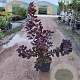 Cotinus cog. 'Royal Purple' 60-80 cm 10L