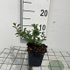 Cotoneaster radicans 'Eichholz' GM P9