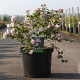Deutzia hybrida 'Mont Rose' 80-100 cm 10L