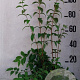 Deutzia hybrida 'Mont Rose' 80-100 cm 10L
