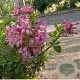 Escallonia laevis Showstopper 15-20 cm 3,0L