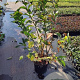 Euonymus europaeus 'Red Cascade' 80-100 cm 10L