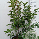 Euonymus europaeus 'Red Cascade' 100-125 cm 20L