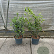 Osmanthus burkwoodii 60-80 cm 7,5L