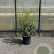 Osmanthus burkwoodii 60-80 cm 7,5L