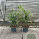 Osmanthus burkwoodii 60-80 cm 7,5L