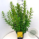Forsythia int. 'Spectabilis' 80-100 cm 10L