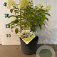 Hydrangea pan. Bobo 20-25 cm 2,0L