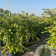 Hydrangea anomala petiolaris 100-125 cm 10L