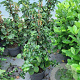 Hydrangea anomala petiolaris 100-125 cm 10L
