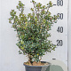 Ilex meserv. 'Blue Angel' 80-100 cm 20L