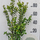 Ilex meserv. 'Blue Prince' 80-100 cm 10L