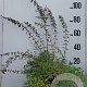 Kolkwitzia amabilis 'Pink Cloud' 60-80 cm 10L