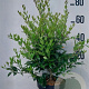 Ligustrum lucidum 60-80 cm 10L