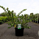 Lonicera purpusii 'Winter Beauty' 80-100 cm 10L