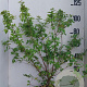 Lonicera purpusii 'Winter Beauty' 80-100 cm 10L