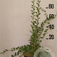 Lycium barbarum 60-80 cm 10L