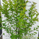 Magnolia kobus 150-175 cm 20L