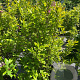 Magnolia 'Susan' 100-125 cm 20L