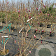 Magnolia 'Susan' 100-125 cm 20L