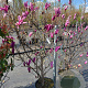Magnolia 'Susan' 100-125 cm 20L