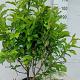Magnolia 'Susan' 100-125 cm 20L