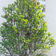 Magnolia 'Susan' 125-150 cm 35L