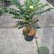 Mahonia media 'Winter Sun' 50-60 cm 10L