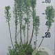 Myrica gale 60-80 cm 10L