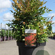 Nandina d. 'Gulf Stream' 40-50 cm 10L