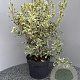 Osmanthus heter. 'Variegatus' 50-60 cm 7,5L