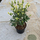 Osmanthus heter. 'Variegatus' 50-60 cm 7,5L