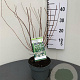 Philadelphus 'Lemoinei' 30-40 cm 3,0L