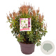 Pieris japonica 'Bonfire' 30-40 cm 5,0L