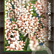 Pieris japonica 'Bonfire' 30-40 cm 5,0L