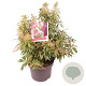 Pieris jap. Ralto Rose 30-40 cm 5,0L