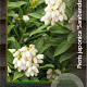 Pieris jap. 'Sarabande' 30-40 cm 5,0L