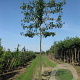 Pyrus calleryana 'Chanticleer' 16-18 HO cont. 100L 180 cm stam leiboom