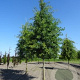 Quercus palustris 18-20 HO cont. 130L