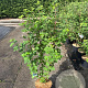 Ribes sang. 'King Edward VII' 60-80 cm 10L
