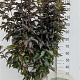 Sambucus nigra Black Tower 125-150 cm 35L