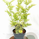 Sambucus nigra Golden Tower 30-40 cm 3,0L