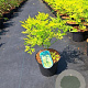Sambucus nigra Golden Tower 30-40 cm 3,0L