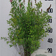Spiraea billardii 100-125 cm 10L