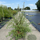 Spiraea vanhouttei 80-100 cm 10L