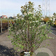 Spiraea vanhouttei 80-100 cm 10L