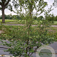 Styrax japonicus 150-175 cm 35L struik