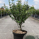 Syringa meyeri 'Palibin' 60-80 cm 10L